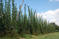 Hopfen_2.JPG